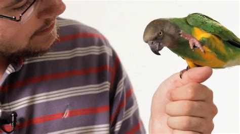 Training The Parrot